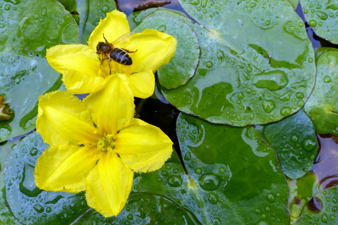 Faux nénuphar © PCC