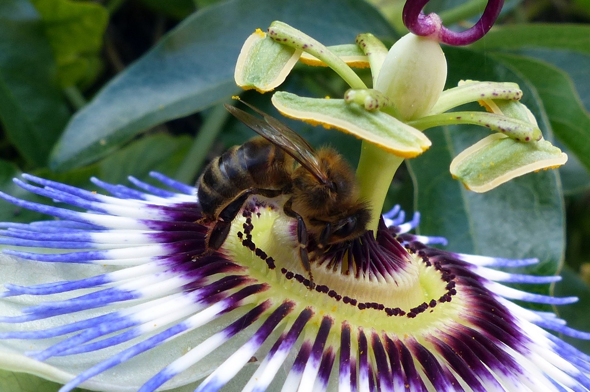 Passiflore © PCC